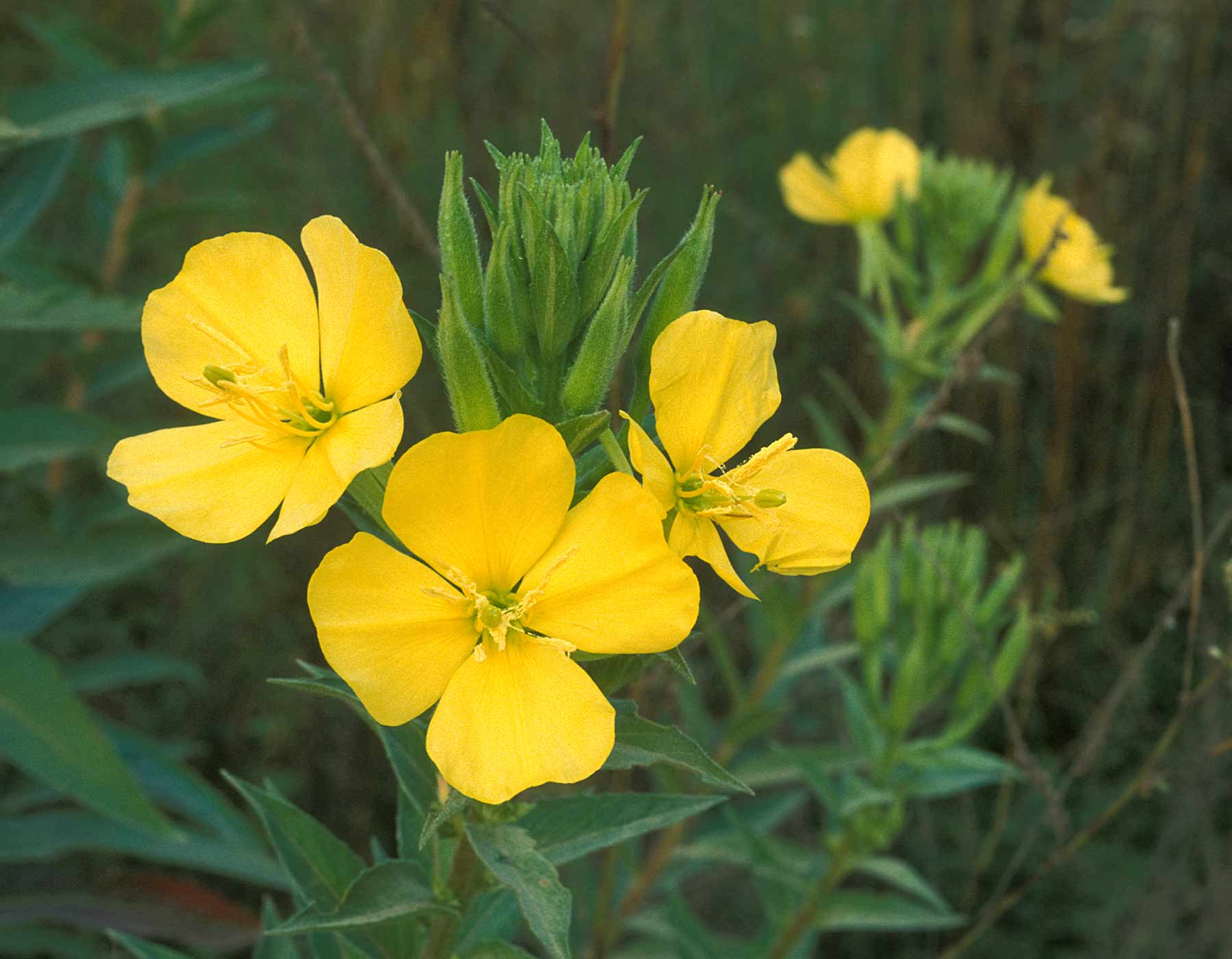 Evening Primrose Download